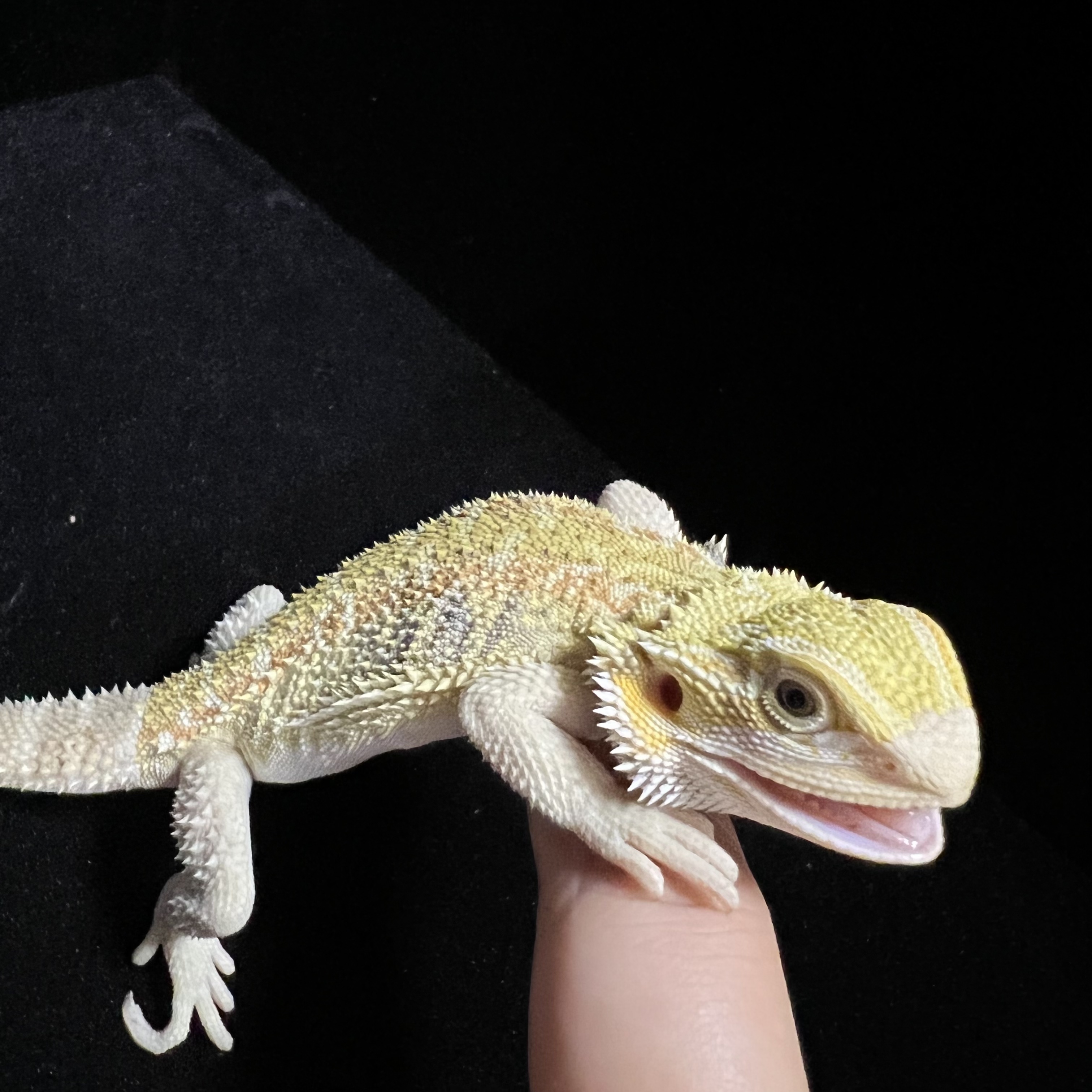 【大陆】柑橘鬃狮蜥温顺不咬人好养活丨新手入门丨可爱萌宠