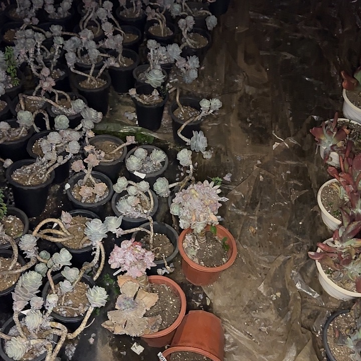 零下五度以下必拍保温箱