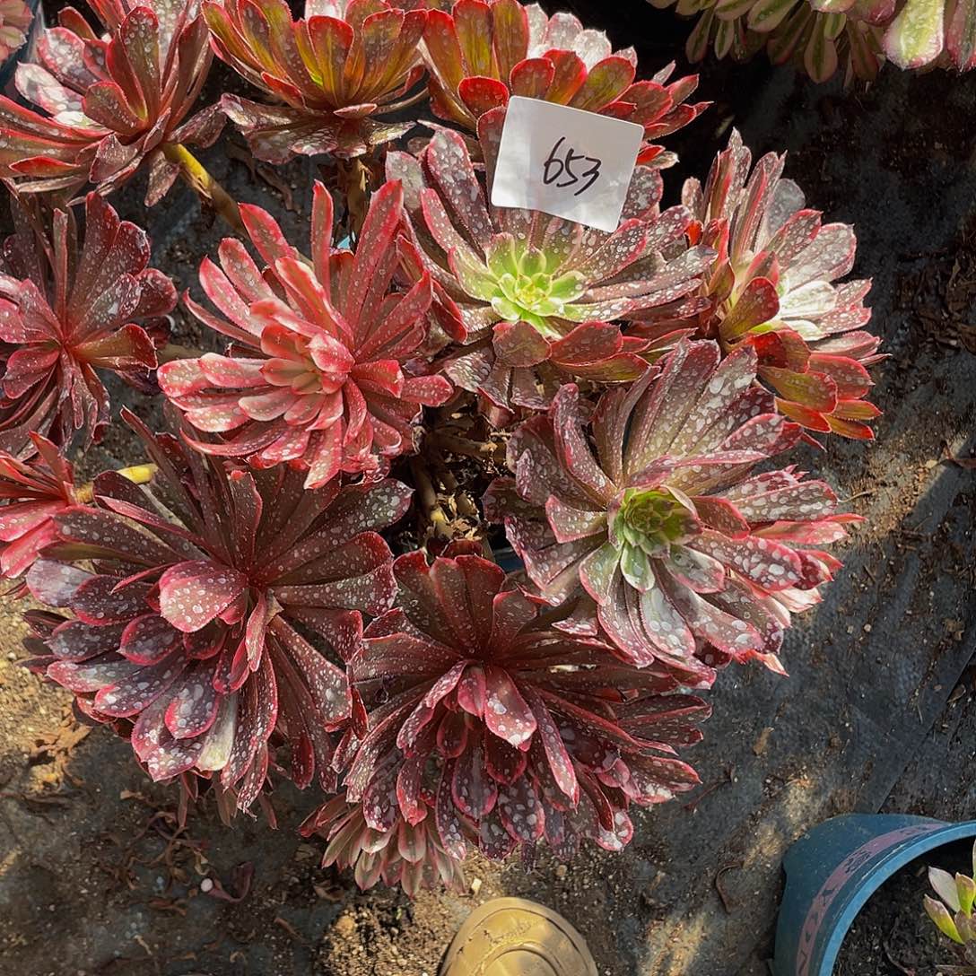 色***惑多肉法师653号白月光变异