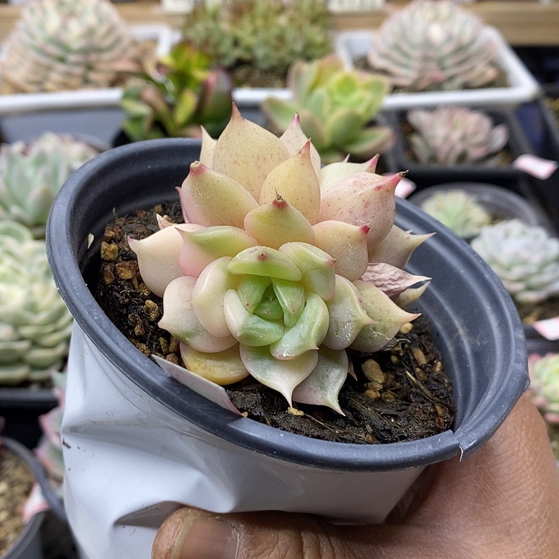 3015 福利贝加尔湖锦 不售后