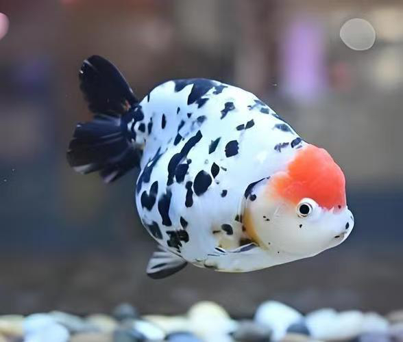 兰寿金鱼活体冷水观赏鱼好养耐活招财鱼苗