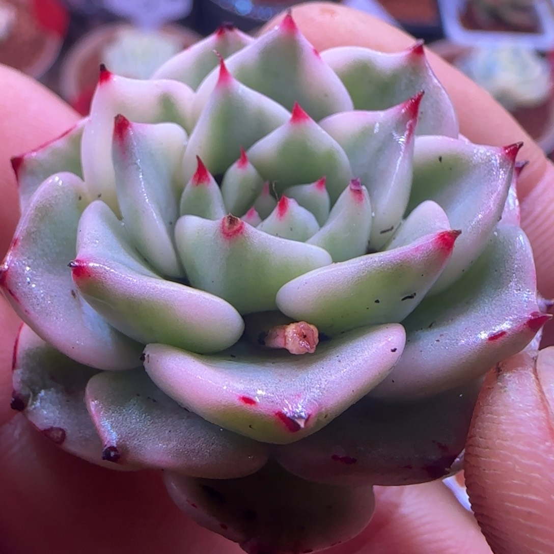 砂罗姬牡丹锦 多肉