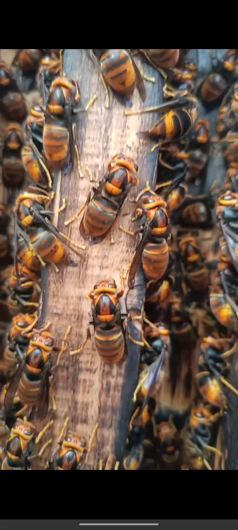 优质葫芦蜂黄脚蜂王50只送5只到手55只