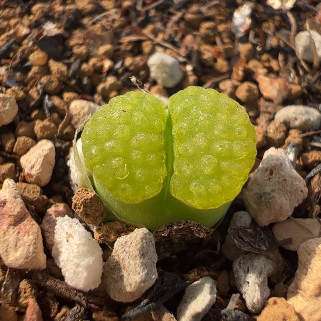 441多肉植物组合
