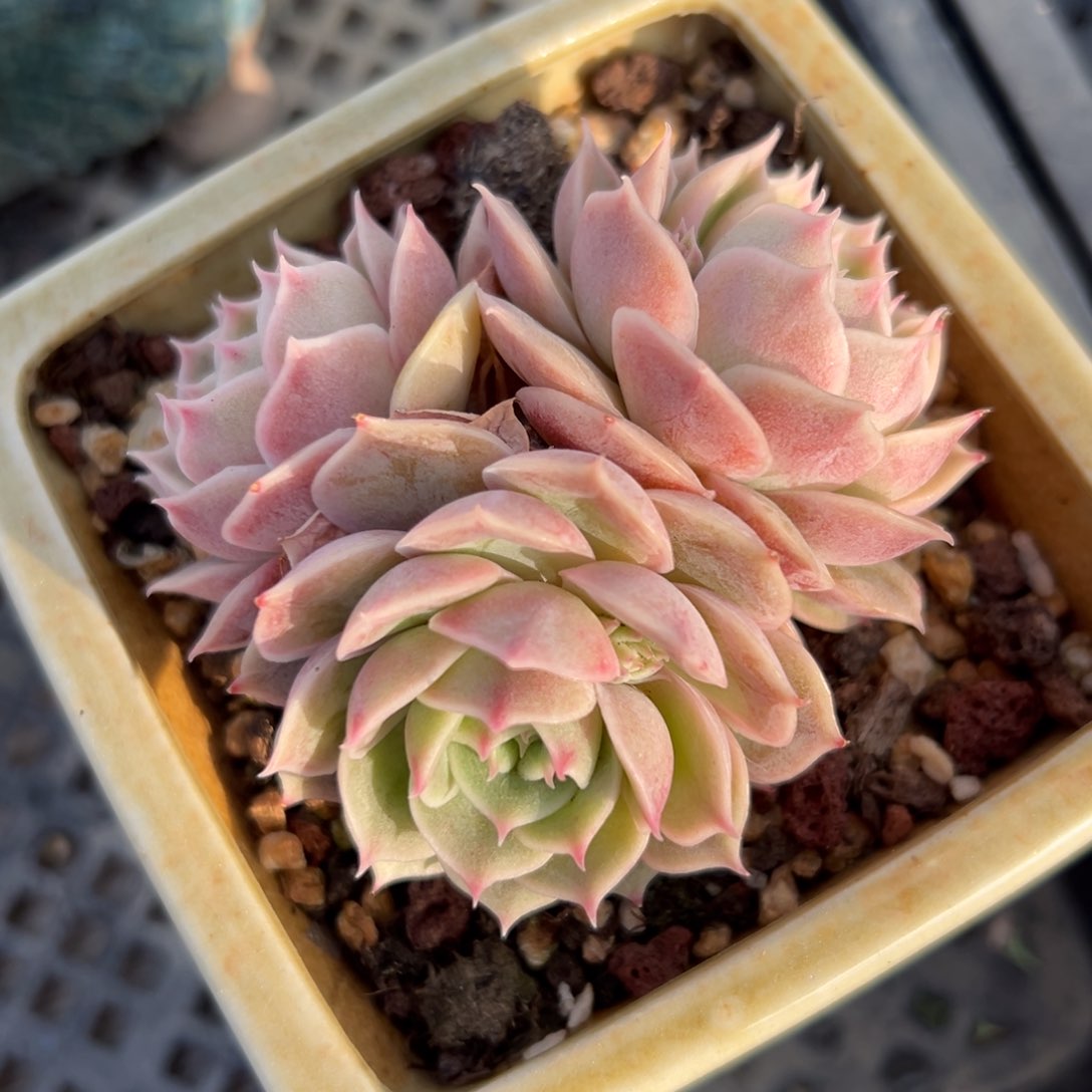 昂斯洛精控多肉一物一拍