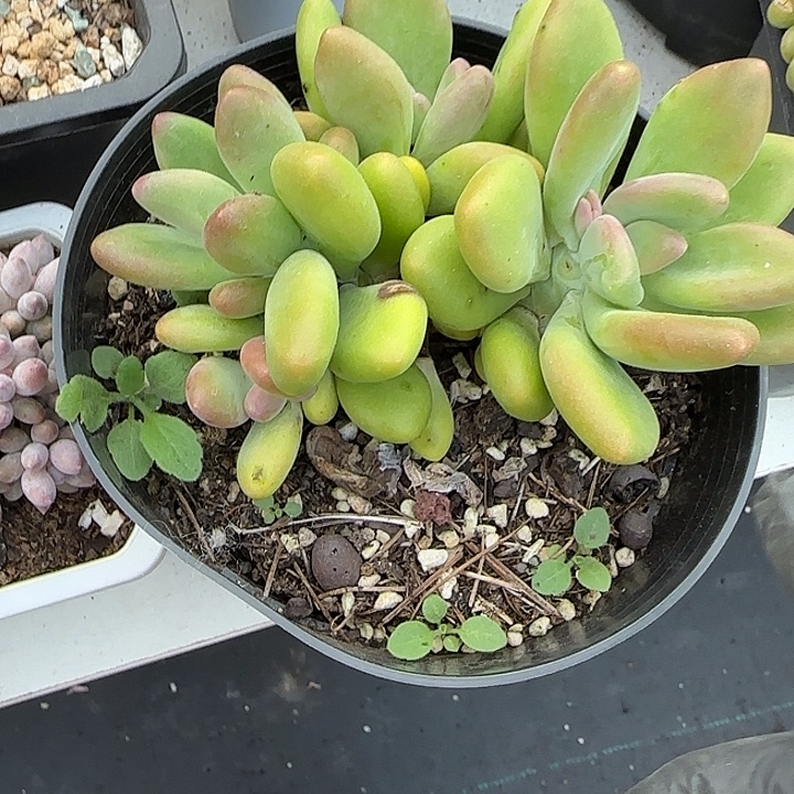 青蛙王子儿童牙膏11