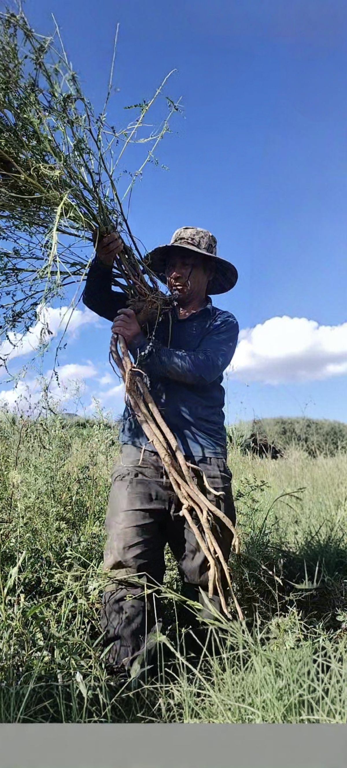 纯天然野生老黄芪