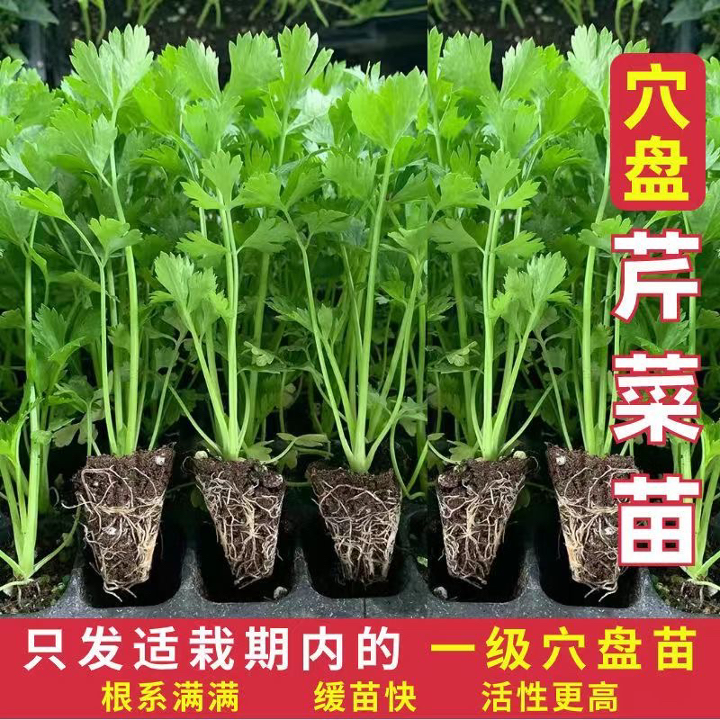 正宗小香芹菜秧苗西芹秧苗耐寒抗冻批发蔬菜秧苗种苗家用庭院阳台