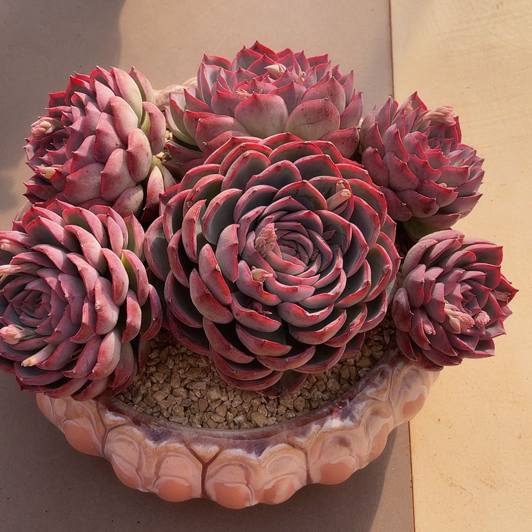 侧影多肉多肉多肉