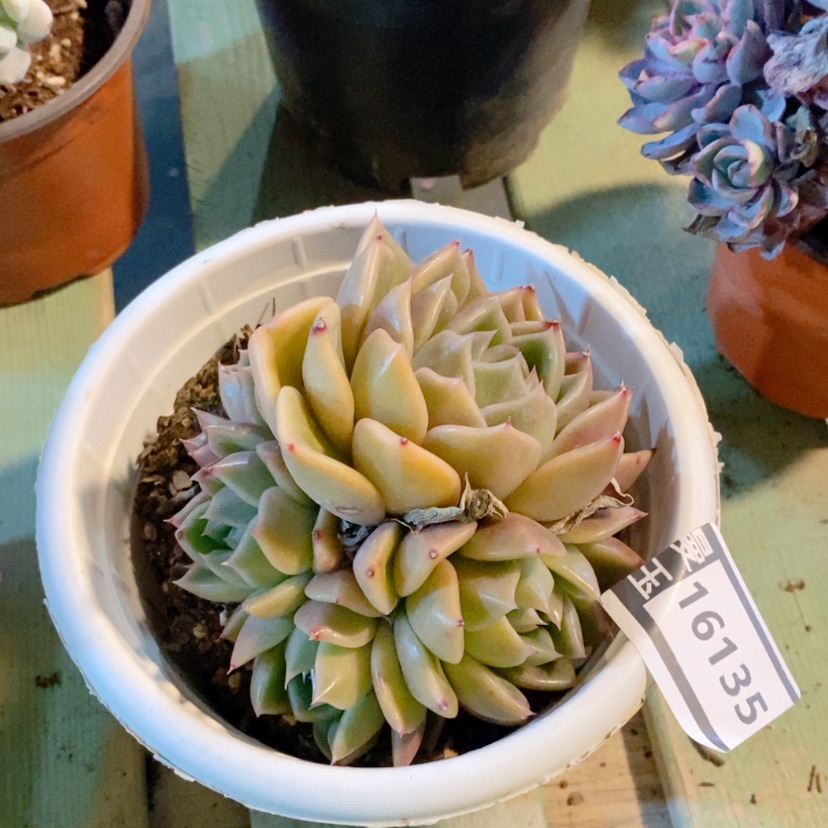 【闪购商品】白玫瑰16135