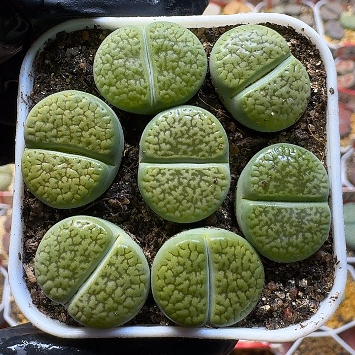 生石花1111122。  112