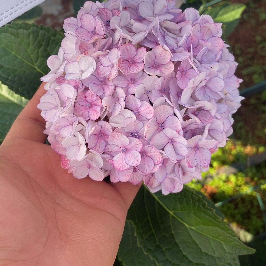 绣球切花一物一拍3枝起包邮，103