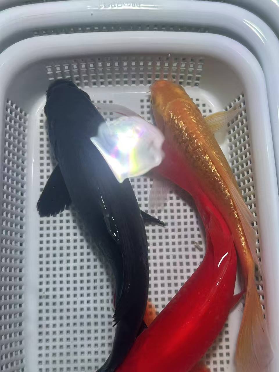 【大尺寸黄红黑】（18-20cm）黄1红草1黑1共三条锦鲤金鱼观赏鱼