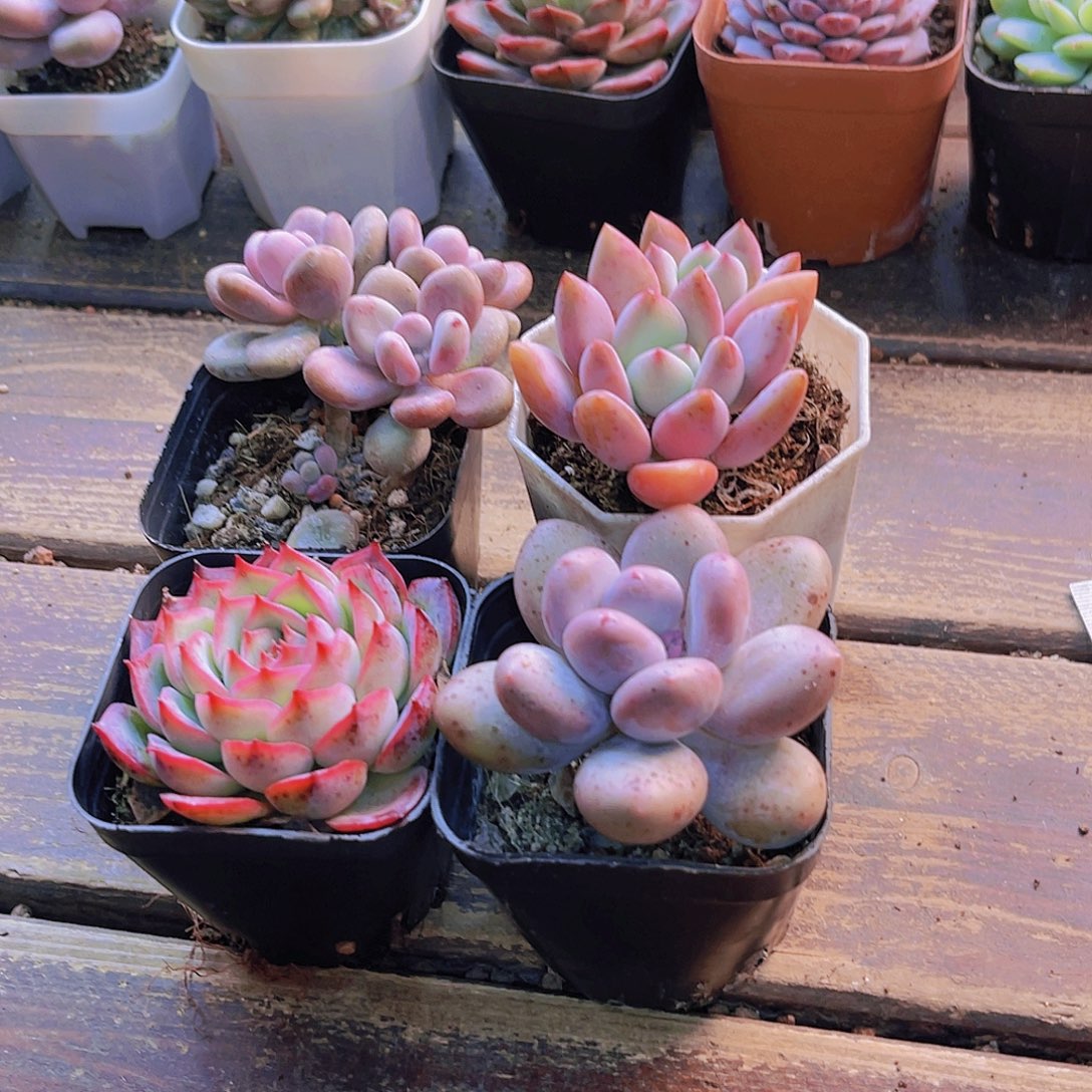 桃蛋 奥普。桃美人 侧影