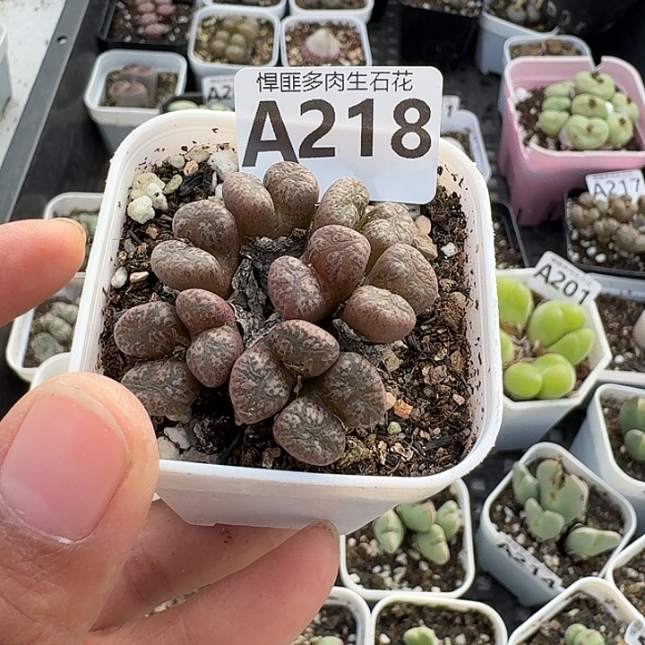 218多肉植物多肉植物
