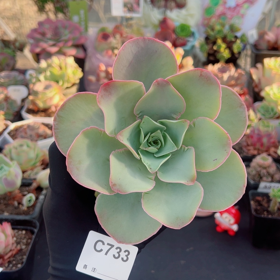 733帕尔马蕾丝单棵。   一物一拍