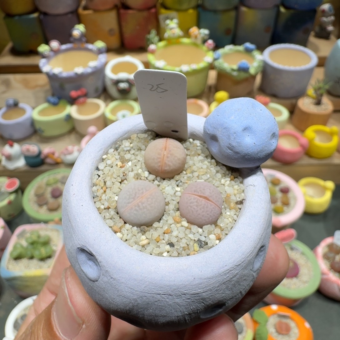 蘑菇1463高尔夫多肉植物