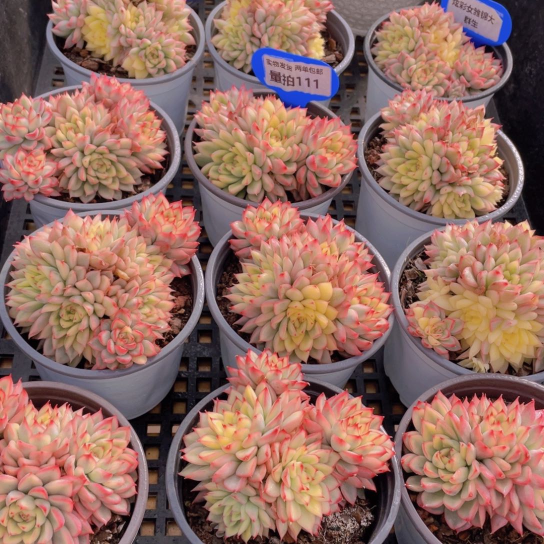 量拍111号 炫彩女雏锦大群生一个