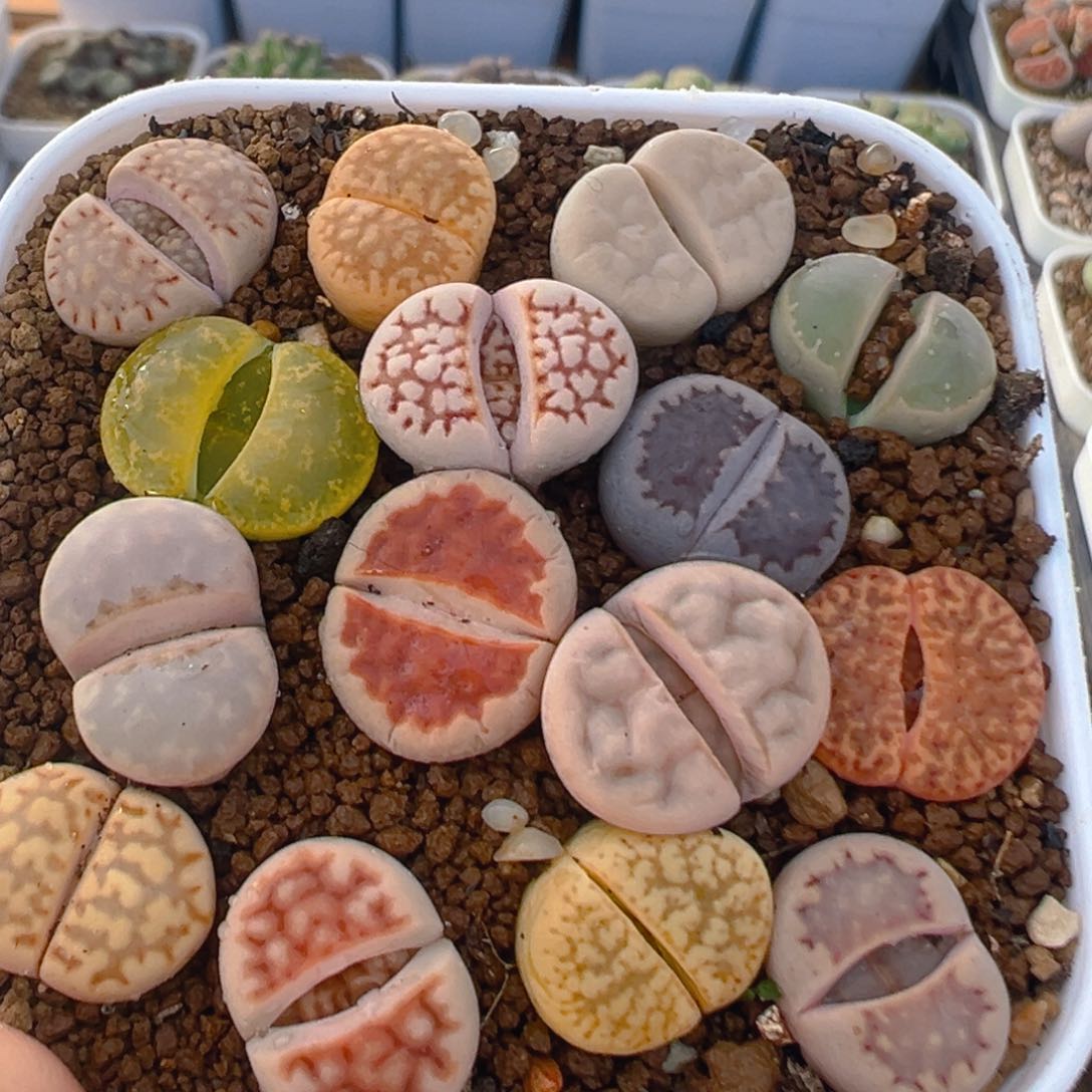 99多肉植物百科知识