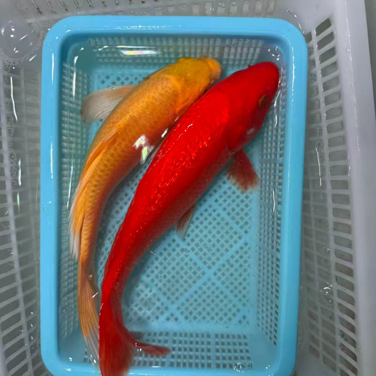 【两条装】15-20黄蝴蝶鲤闪鳞火鲤好养耐活大鳍大尾包邮