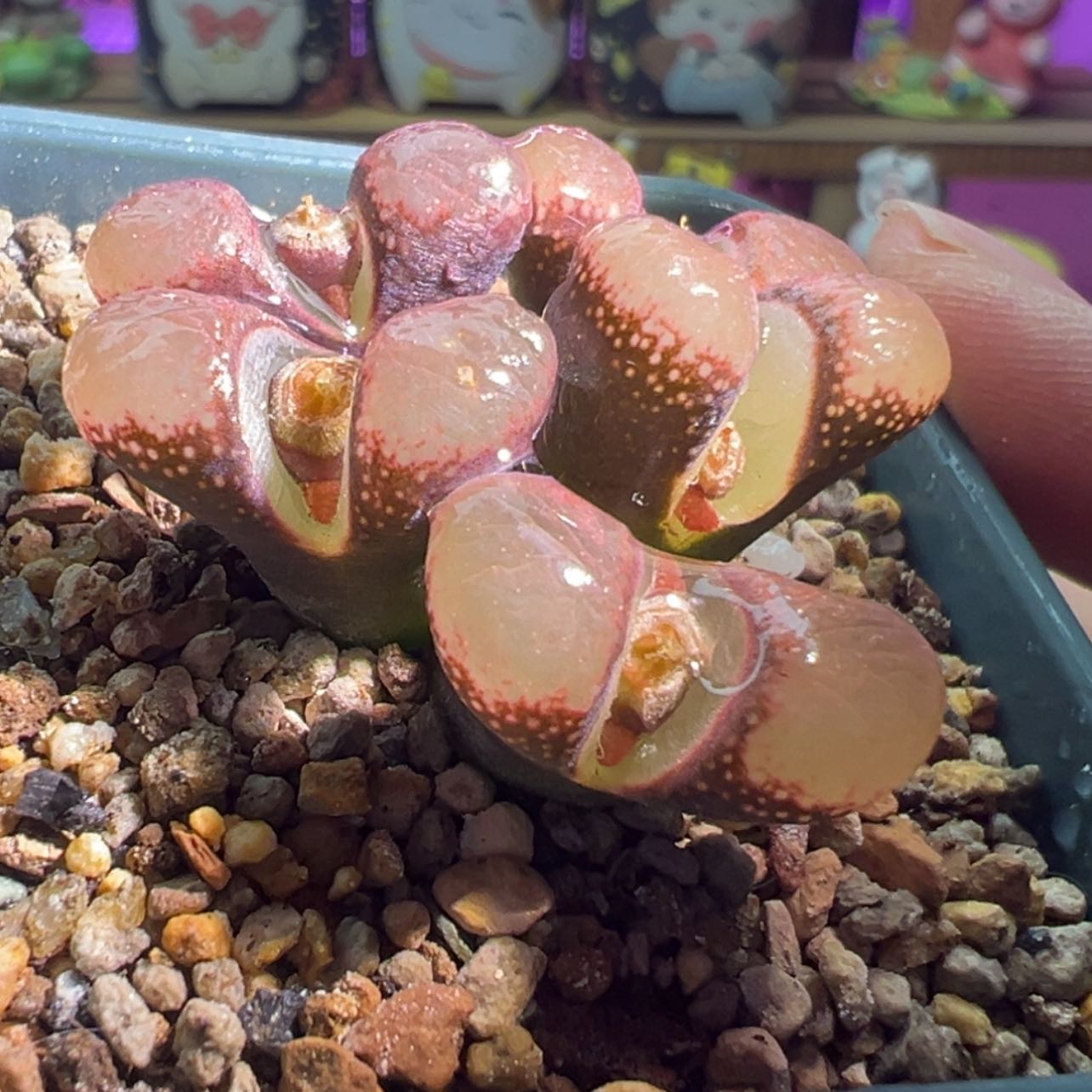 【闪购商品】炸福利