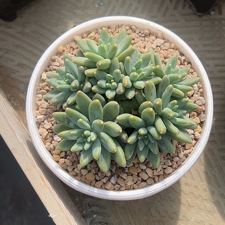 阿蒂斯托正版胡萝卜发货加保温箱