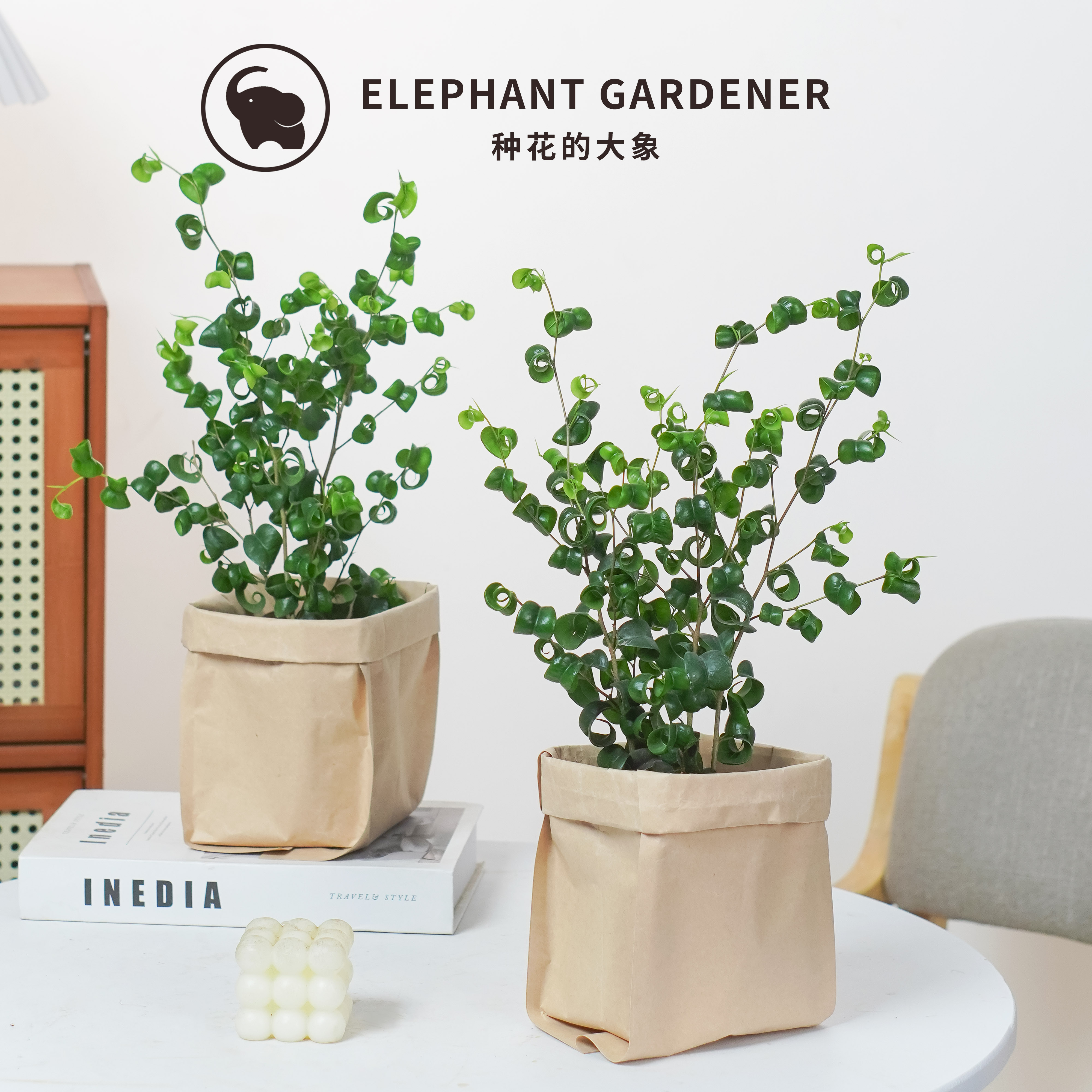 【买一送一】卷叶榕卷福 北欧INS室内办公室桌面小森林盆栽绿植