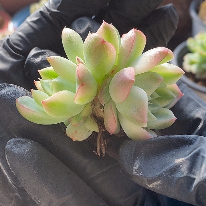 阿尔巴佳人锦底坐4个