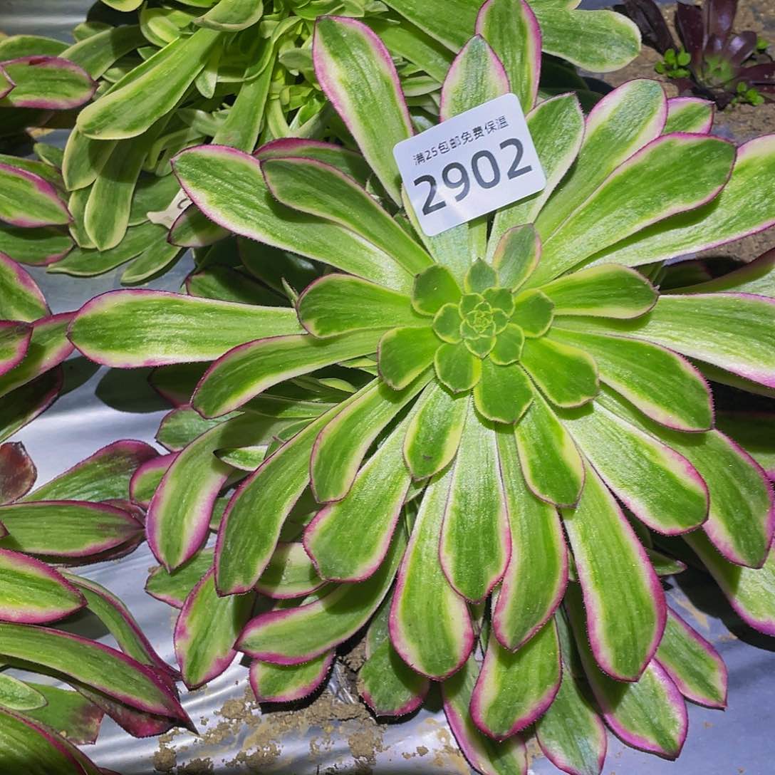 2902琉璃女神多肉植物