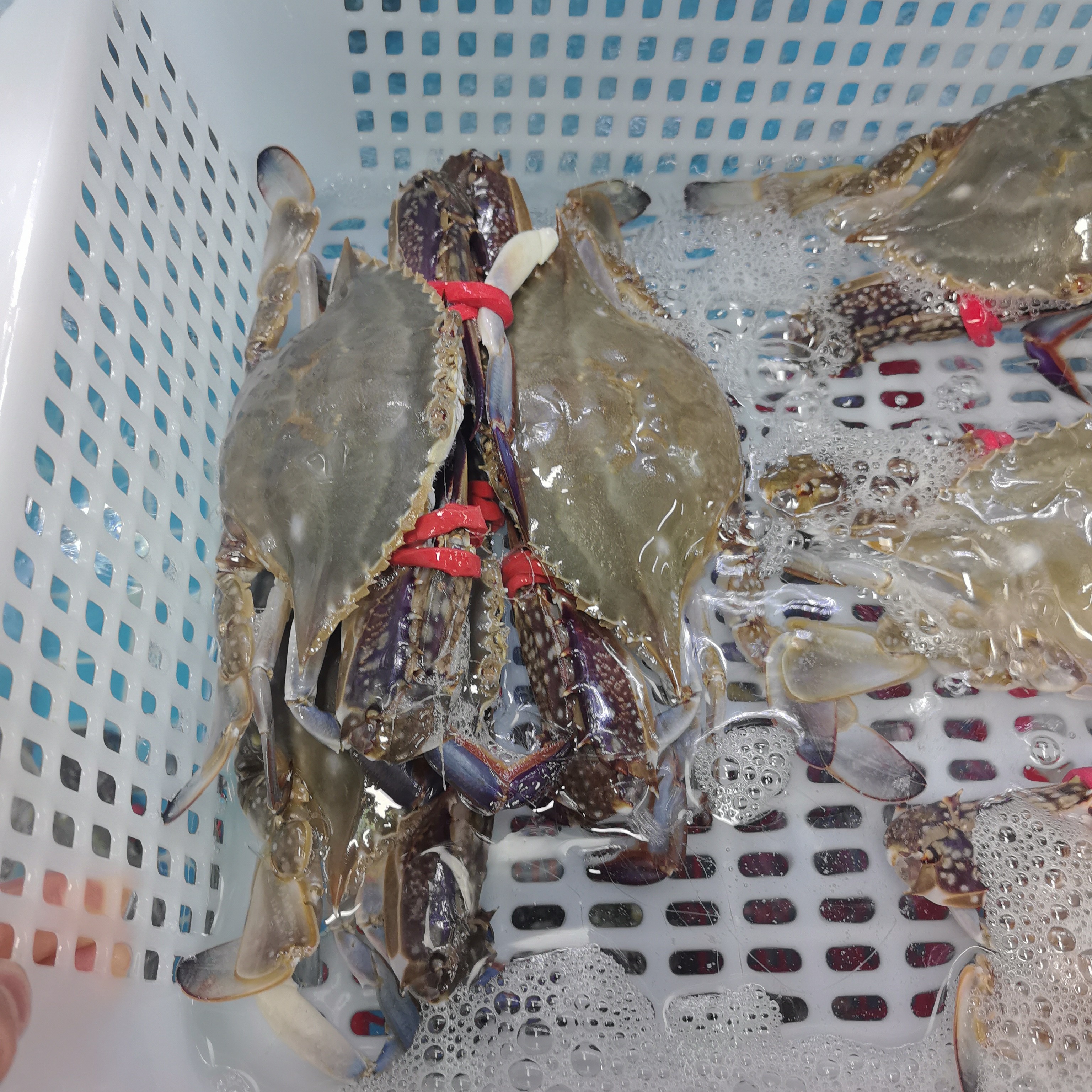 鲜活梭子蟹约200g/只