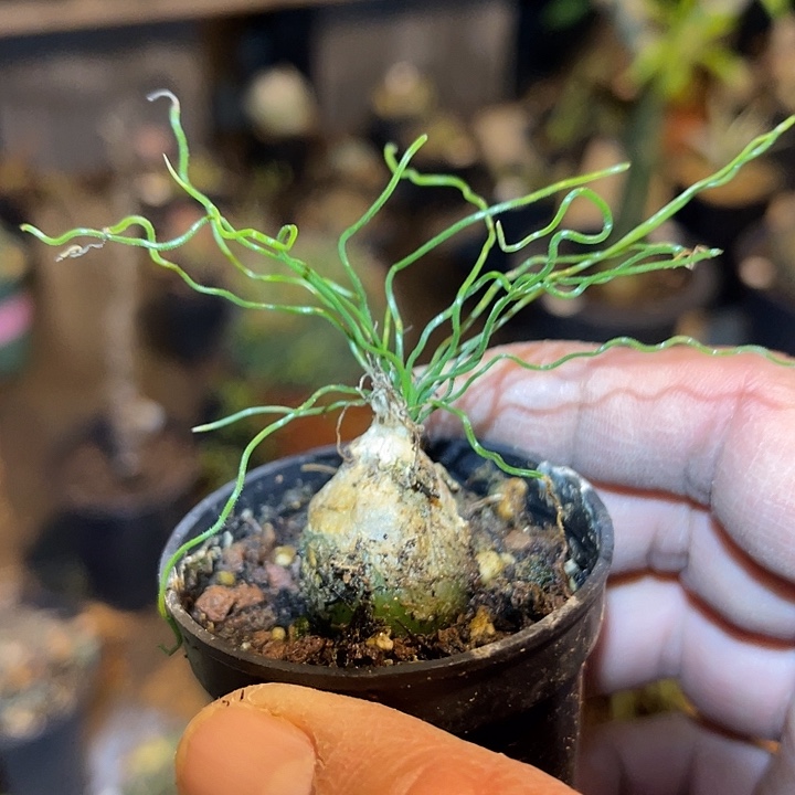 满38包邮2天凑单，脱土晾根发货多肉植物泰迪海葱