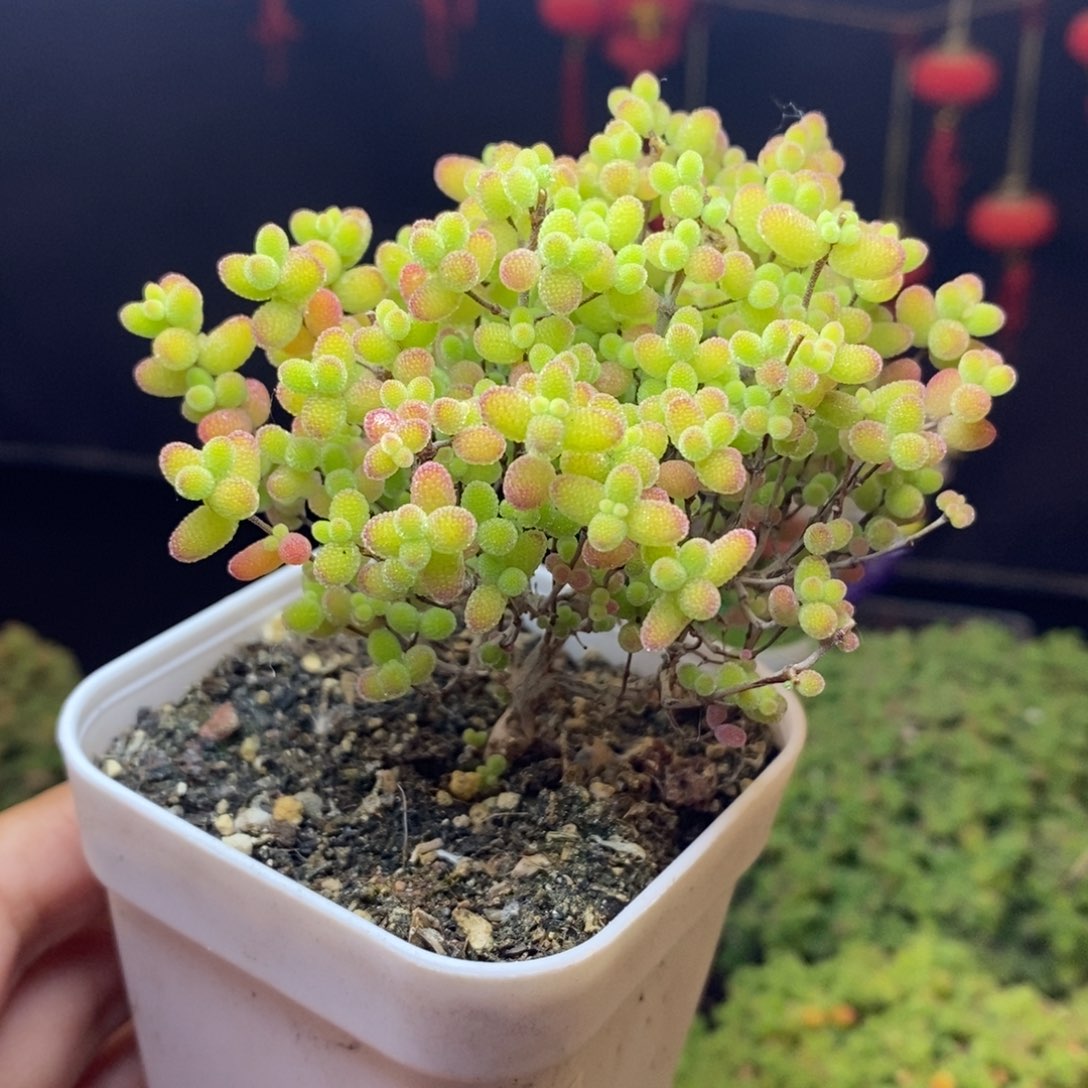 无花朵794号蜜橘糖球