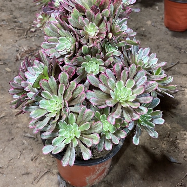 多肉植物法师紫霞仙子42