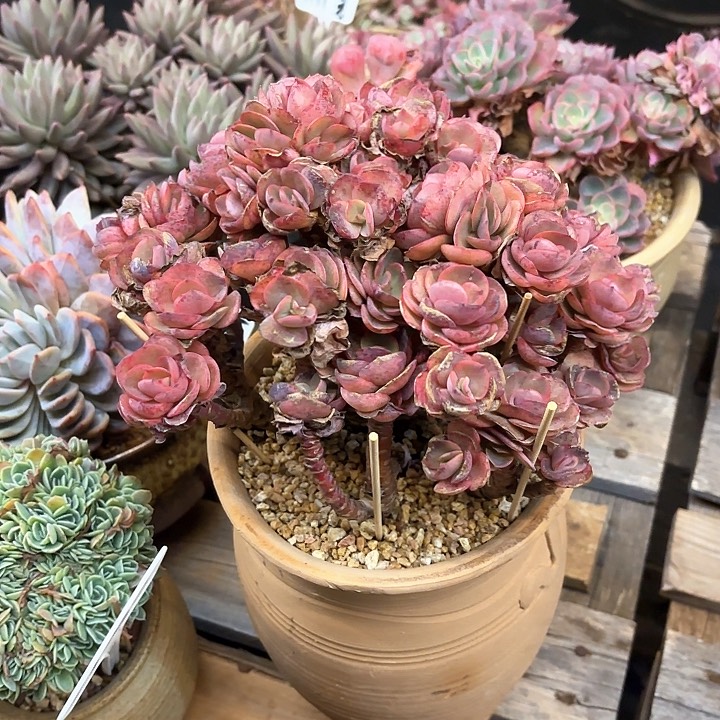 多肉植物，秀颜一颗