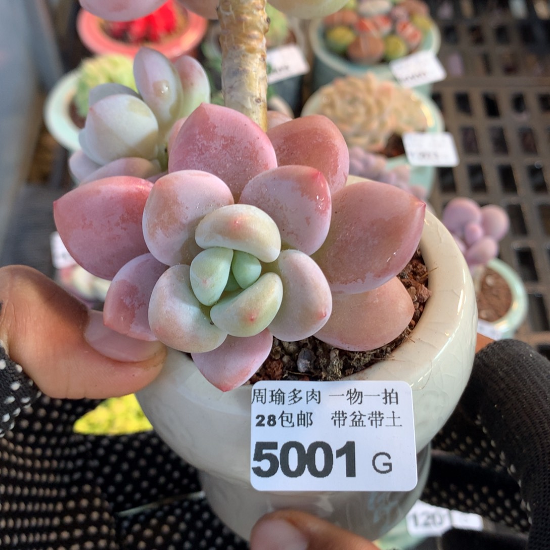 精控多肉植物5001