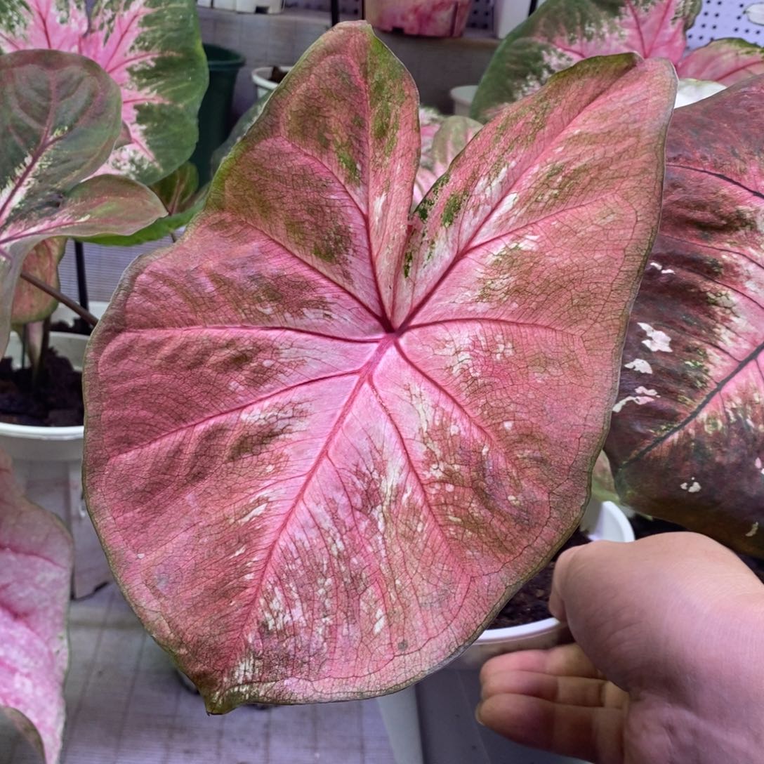 【闪购商品】不开花植物海王604
