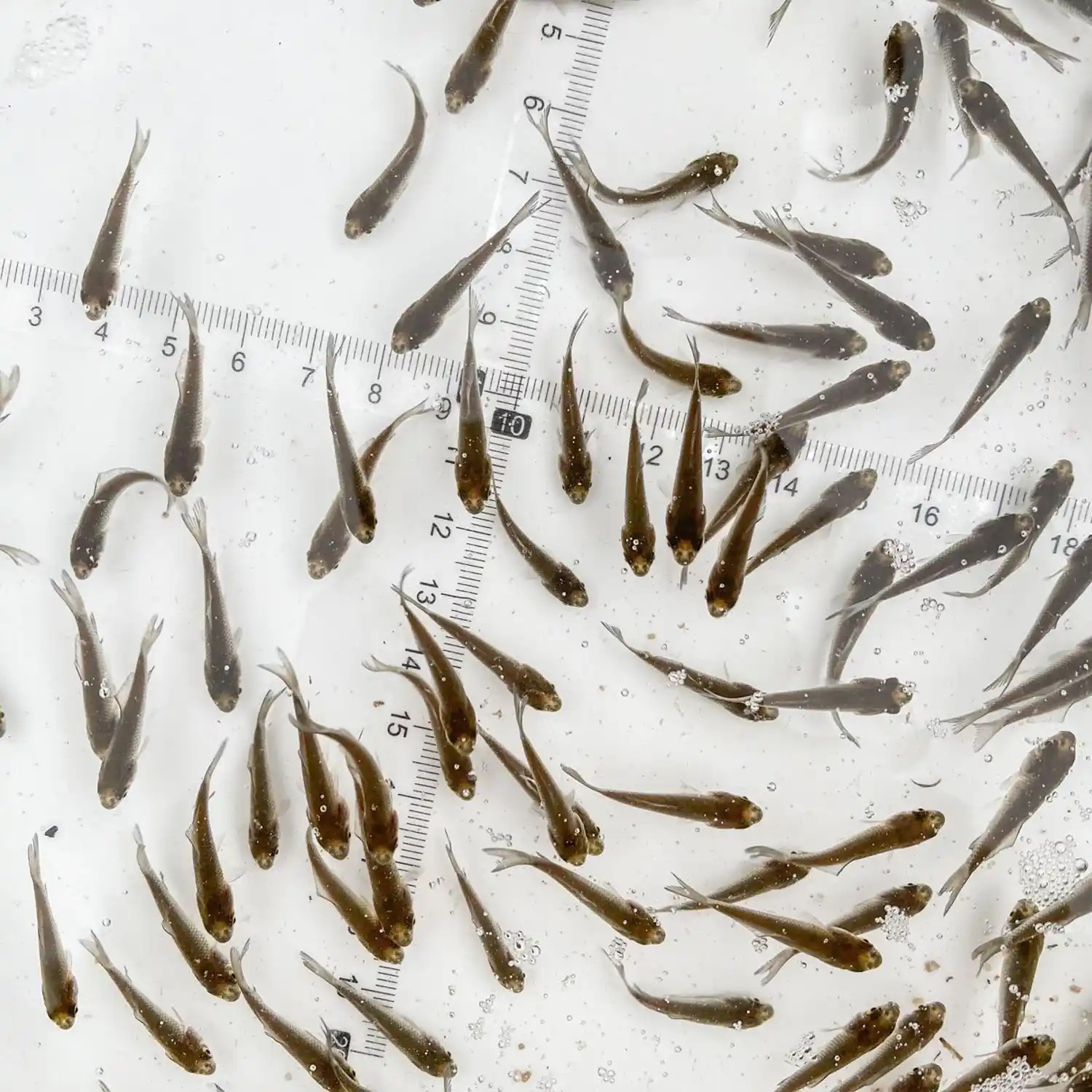 中科5号鲫鱼淡水活体养殖宠物观赏鱼饲料