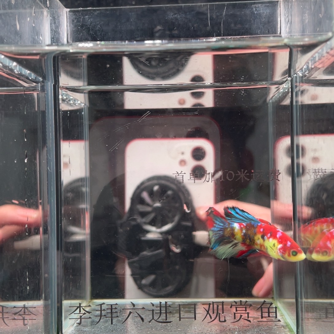 斗鱼印尼精品斗鱼83