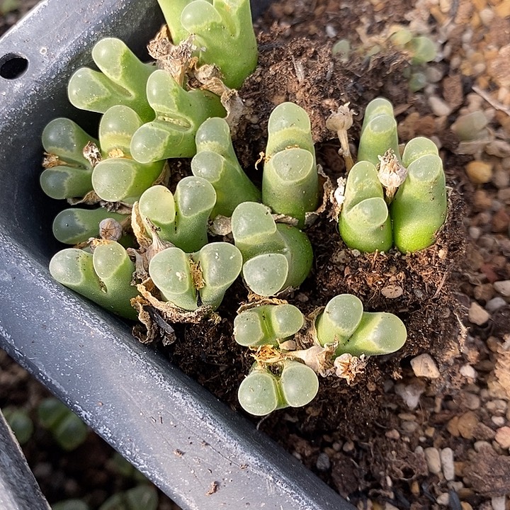 2855有伤一组。     