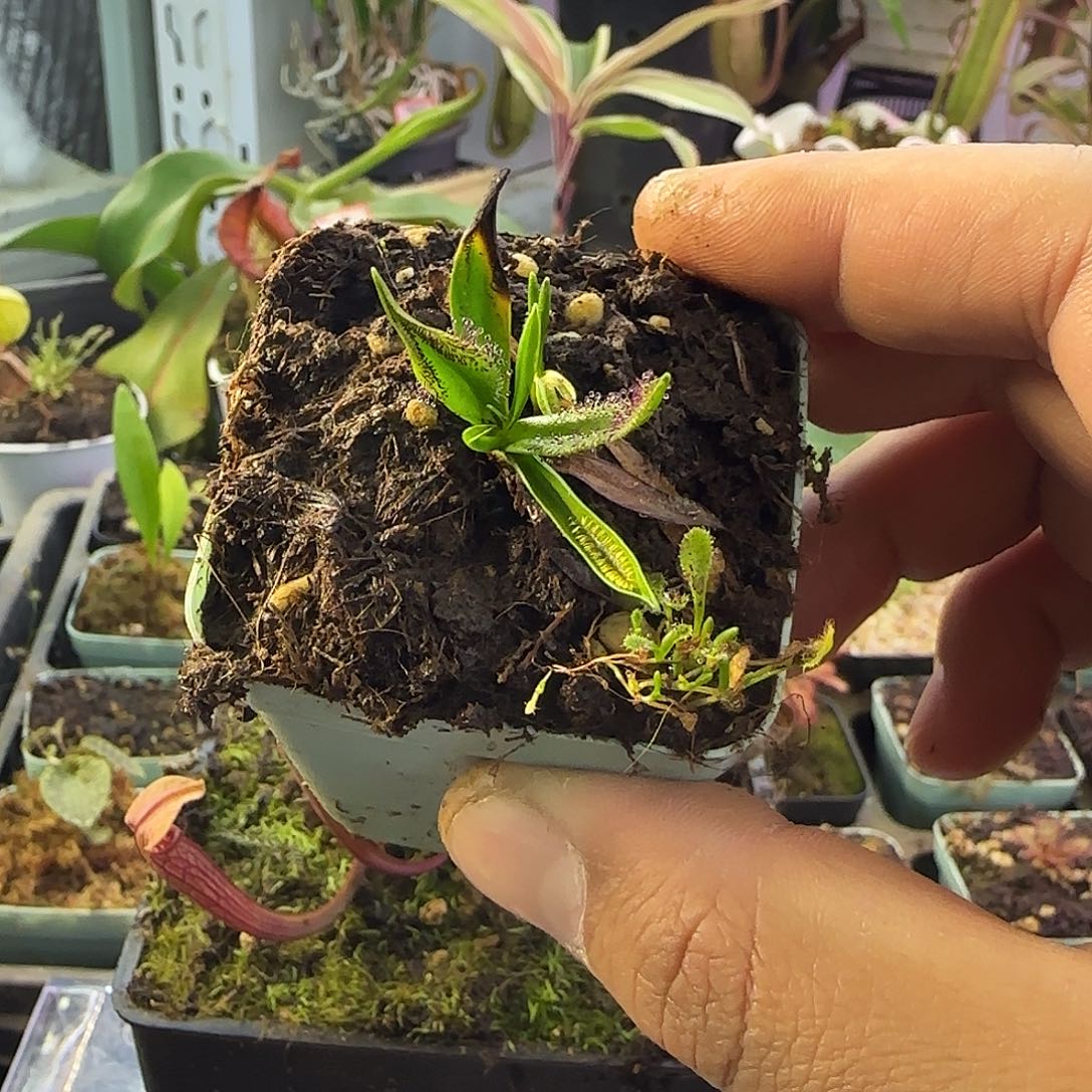 琥***珀完全开放墨菲特茅膏菜