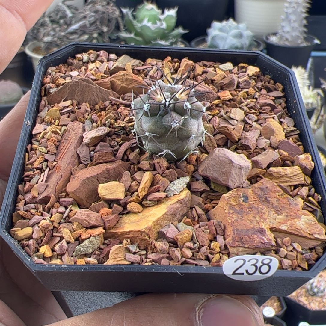 黑王丸1.7一物一拍238