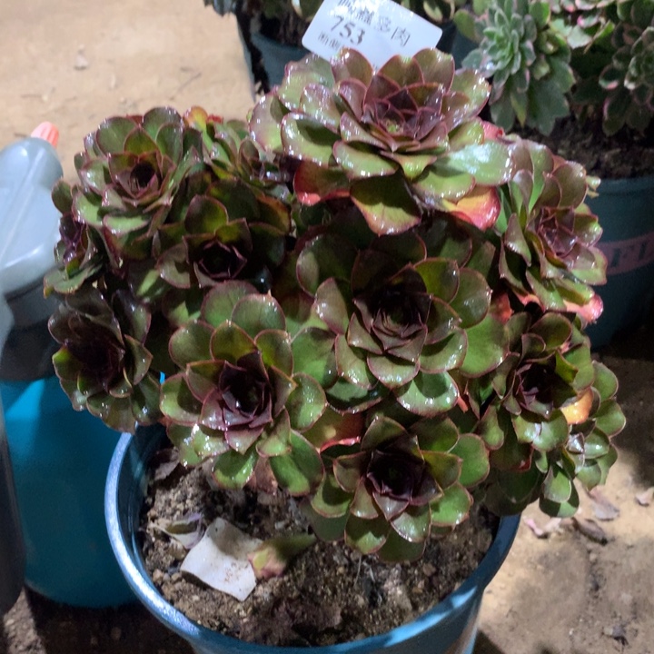 753玫瑰多肉植物特价