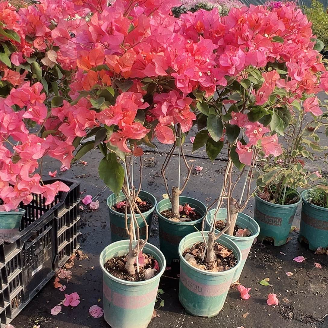 大部分花苞少量开放波妹棒棒糖带竹一颗