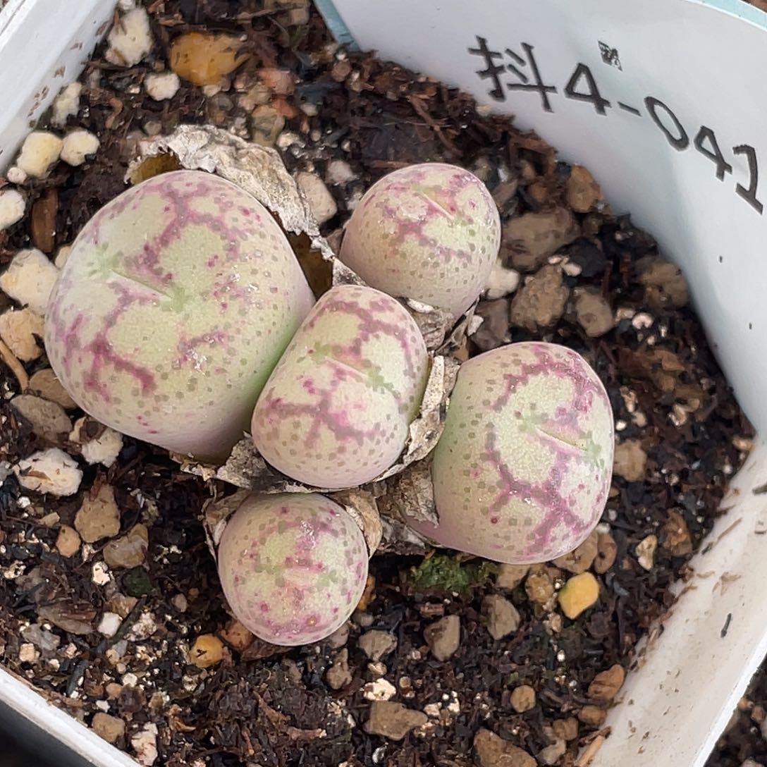 4-41猴多肉植物肉锥