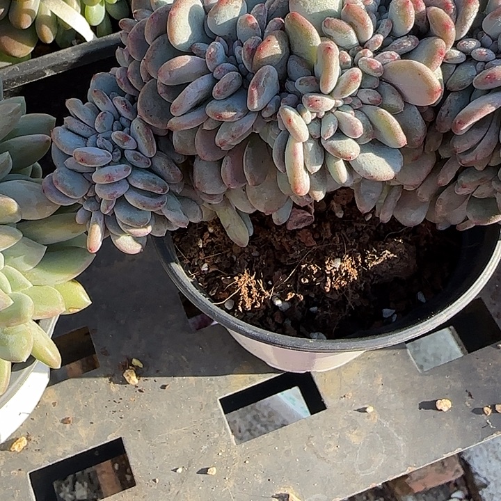 思***i青蛙王子儿童牙膏套装11