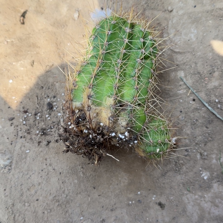 296新品毛花柱落地无木心斑