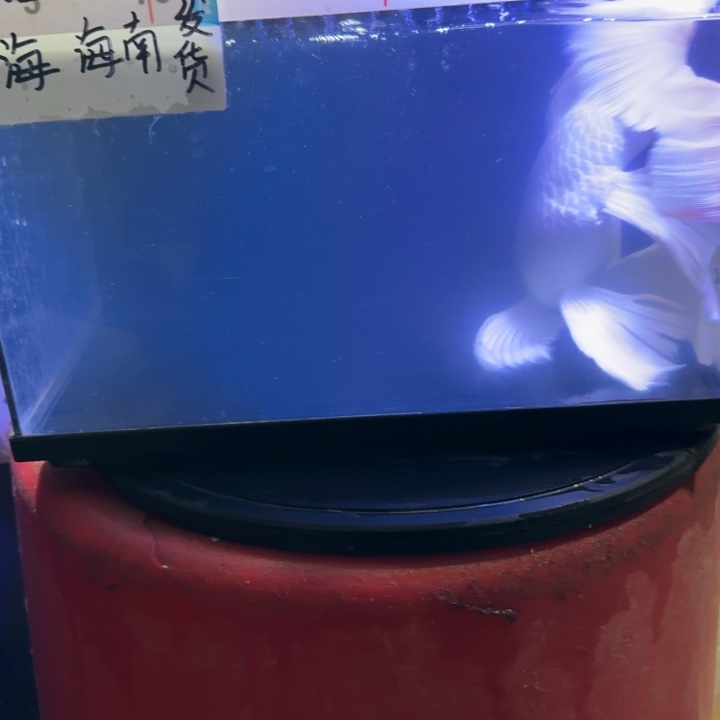 奔***鱼蝴蝶鲤鱼蝴蝶鲤168