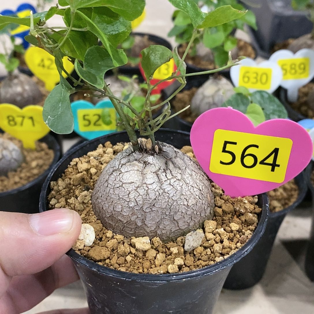 南非龟甲龙龟甲龙