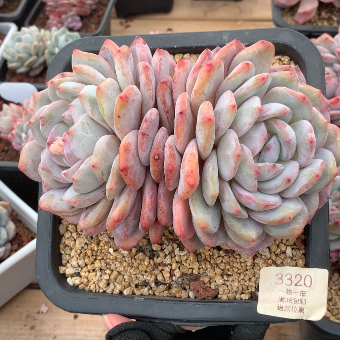 18厘米有砍双头梦露3320