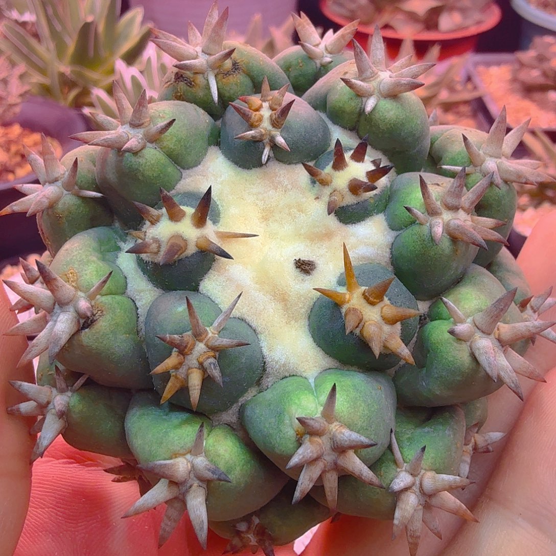 短豪刺獠牙多肉植物